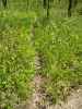 Map or photo for Vernon County, Missouri hunting lease property.