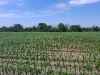 deer across field