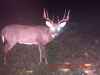 Map or photo for Jo Daviess County, Illinois hunting lease property.
