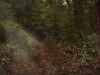 Map or photo for Monroe County, Ohio hunting lease property.