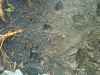 Map or photo for Marshall County, Kansas hunting lease property.