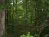 Map or photo for Texas County, Missouri hunting lease property.