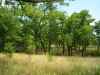 Map or photo for Texas County, Missouri hunting lease property.