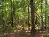 Map or photo for Texas County, Missouri hunting lease property.