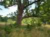 Map or photo for Texas County, Missouri hunting lease property.