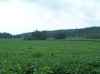 Map or photo for Jackson County, Ohio hunting lease property.