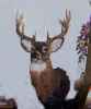 Map or photo for Dane County, Wisconsin hunting lease property.