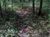 Where to hunt deer in Ohio.