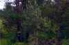Northern Michigan hunting lease.