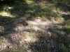 Map or photo for Morgan County, Missouri hunting lease property.