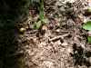 Map or photo for Morgan County, Missouri hunting lease property.