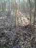 Map or photo for Massac County, Illinois hunting lease property.