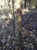 Map or photo for Massac County, Illinois hunting lease property.