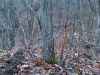 Map or photo for Fayette County, Illinois hunting lease property.