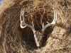 Map or photo for Perkins County, South Dakota hunting lease property.