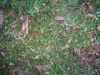 Map or photo for Crawford County, Missouri hunting lease property.