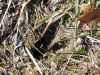 Map or photo for Fulton County, Arkansas hunting lease property.