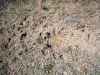 Map or photo for Fulton County, Arkansas hunting lease property.