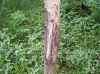 Map or photo for Brown County, Ohio hunting lease property.