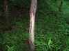 Map or photo for Brown County, Ohio hunting lease property.