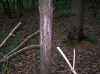 Map or photo for Brown County, Ohio hunting lease property.