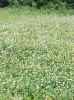 Clover Food Plot