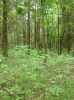 Map or photo for Pope County, Illinois hunting lease property.