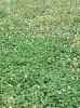 Clover Food Plot