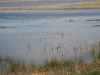 Duck and geese hunting in Mchenry county North Dakota