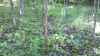 Map or photo for Switzerland County, Indiana hunting lease property.