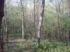 Map or photo for Winona County, Minnesota hunting lease property.