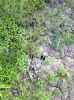 Map or photo for Clay County, Illinois hunting lease property.