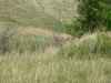 Map or photo for Butte County, South Dakota hunting lease property.
