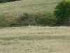Map or photo for Butte County, South Dakota hunting lease property.