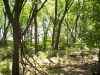 Map or photo for Grundy County, Missouri hunting lease property.