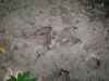 Map or photo for Grundy County, Missouri hunting lease property.