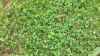 Map or photo for Hart County, Kentucky hunting lease property.