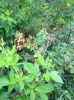 Map or photo for De Witt County, Illinois hunting lease property.