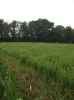 Map or photo for De Witt County, Illinois hunting lease property.