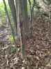 Map or photo for De Witt County, Illinois hunting lease property.