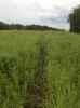 Map or photo for De Witt County, Illinois hunting lease property.