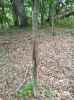 Map or photo for De Witt County, Illinois hunting lease property.