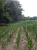 Map or photo for De Witt County, Illinois hunting lease property.