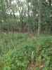 Map or photo for De Witt County, Illinois hunting lease property.