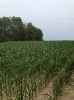 Map or photo for De Witt County, Illinois hunting lease property.