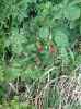 Map or photo for De Witt County, Illinois hunting lease property.