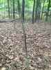 Map or photo for De Witt County, Illinois hunting lease property.