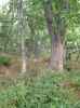 Map or photo for De Witt County, Illinois hunting lease property.