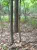 Map or photo for De Witt County, Illinois hunting lease property.