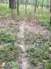 Map or photo for De Witt County, Illinois hunting lease property.
